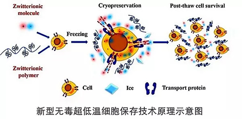 新型无毒超低温细胞保存-美菱低温冰箱